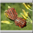 Graphosoma lineatum - Streifenwanze 05.jpg